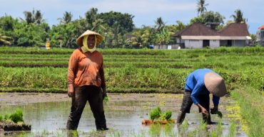 インドネシアの米生産量